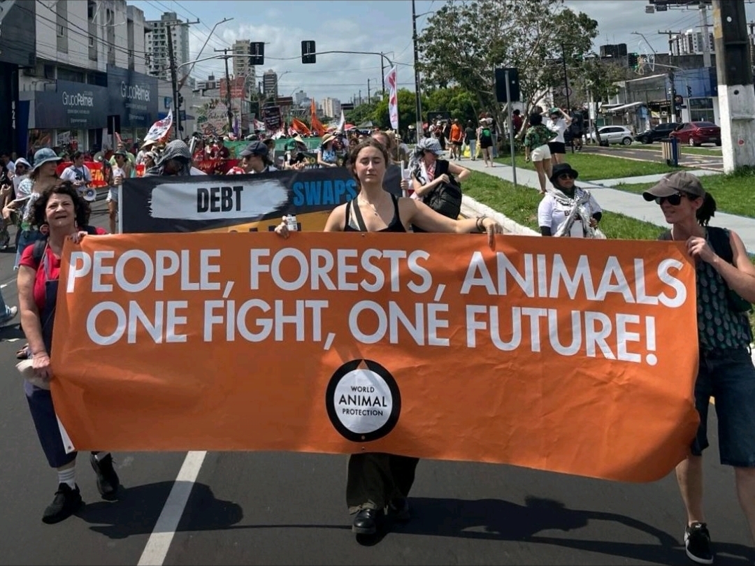 COP30 ล้มเหลวต่อสัตว์และผืนป่าแอมะซอน เปิดทางให้ ‘เกษตรอุตสาหกรรมยักษ์ใหญ่’ หลุดรอดการตรวจสอบ